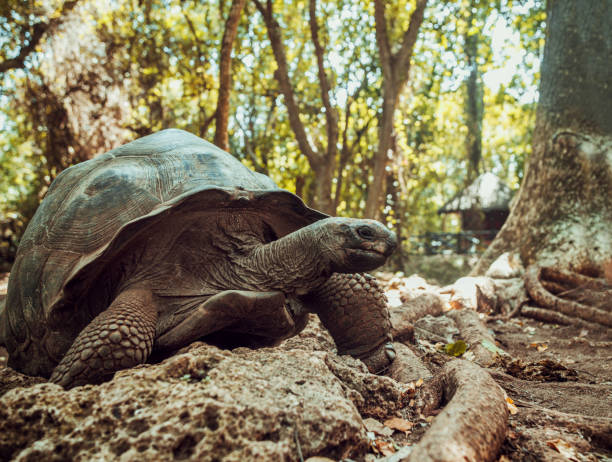Prison Island & Giant Tortoises