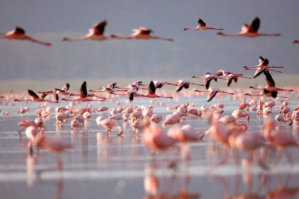4 Days Lake Nakuru & Maasai Mara Safari