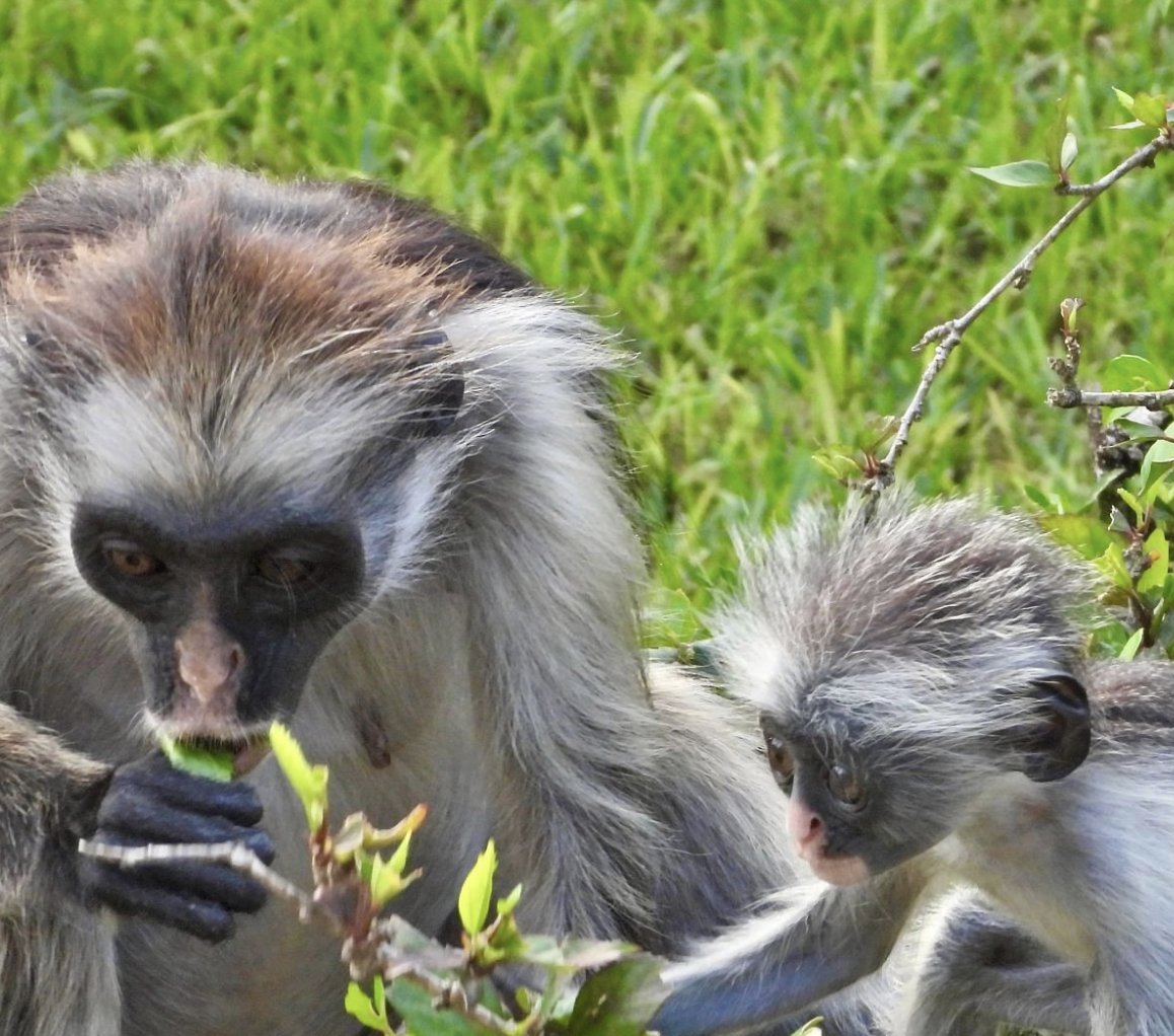 Jozani Forest & Red Colobus Monkeys